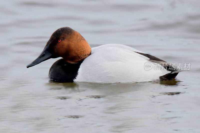 Canvasback Drake在Choptank